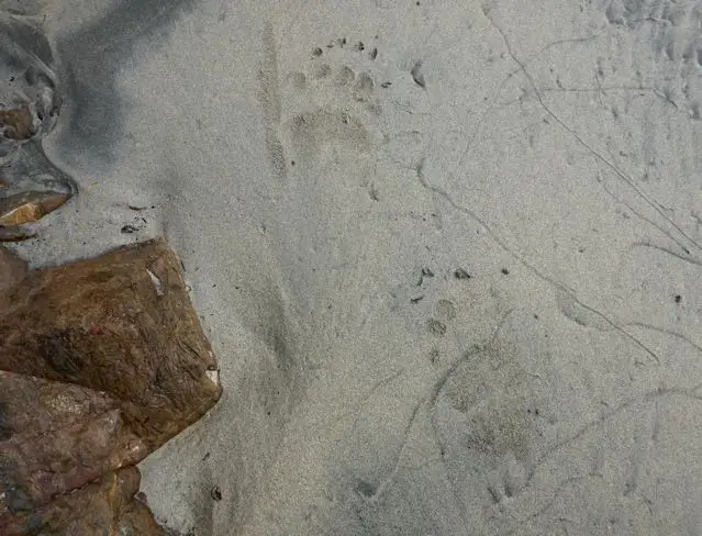 Bear Prints