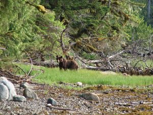 Read more about the article Brown Bear Encounter on Price Island