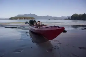 Read more about the article The whale told me so