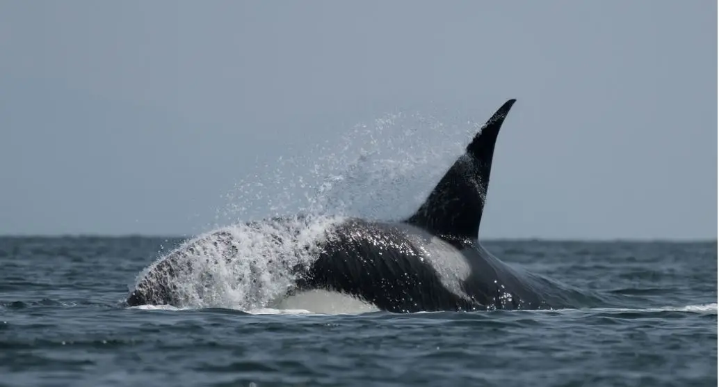 Orca