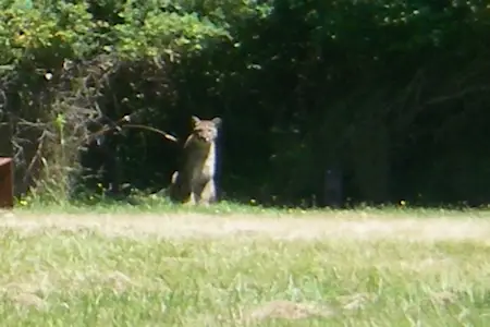 Piers-Island-Cougar