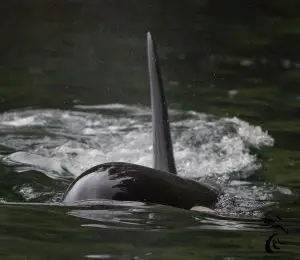 Read more about the article Johnstone Strait and Orcas