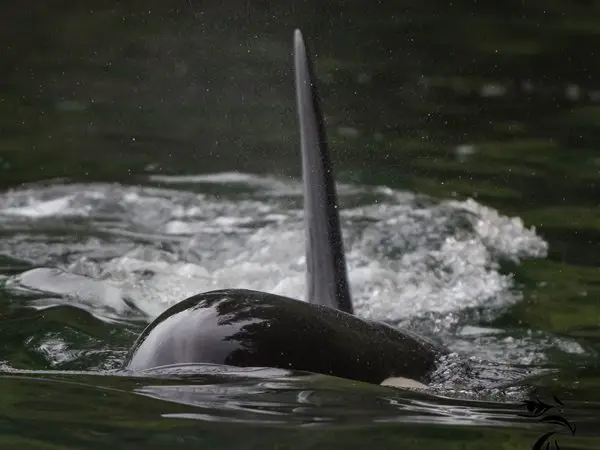 Johnstone Strait and Orcas