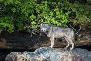 Read more about the article Looking out for sea wolves