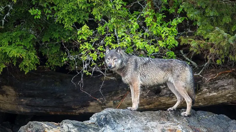 Looking out for sea wolves