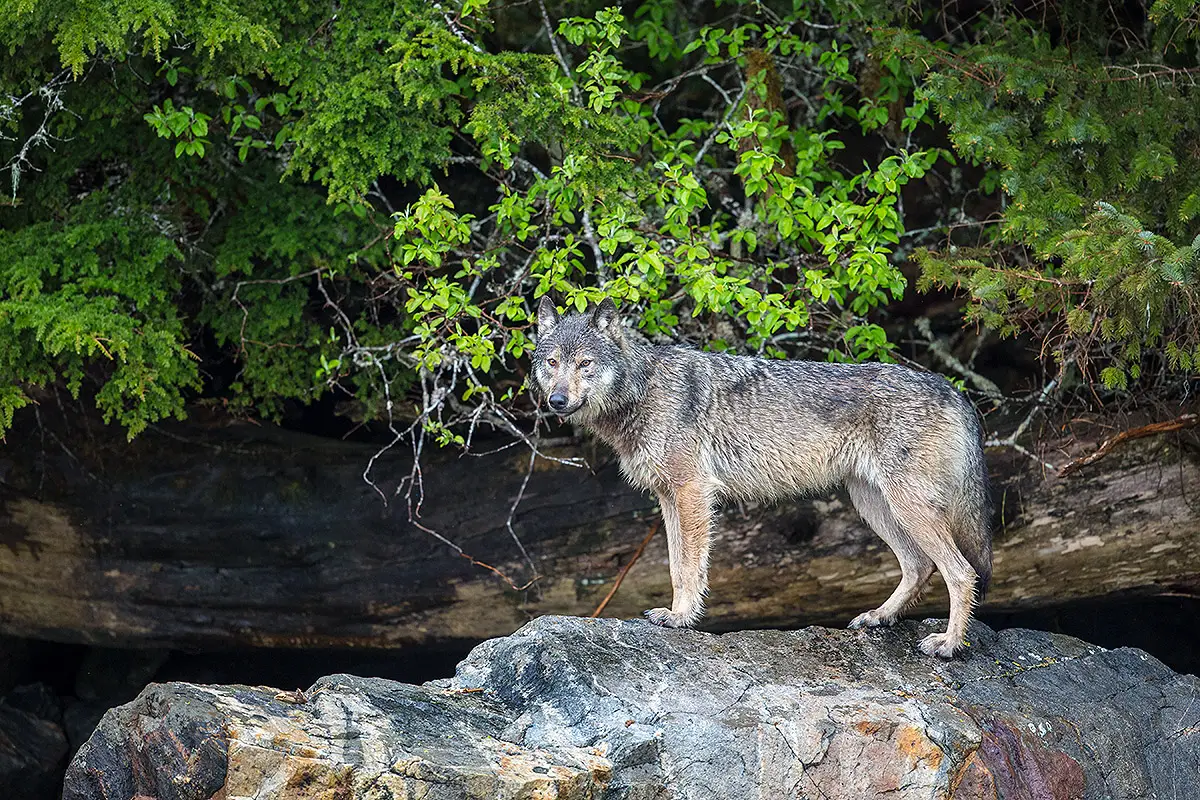 Read more about the article Looking out for sea wolves