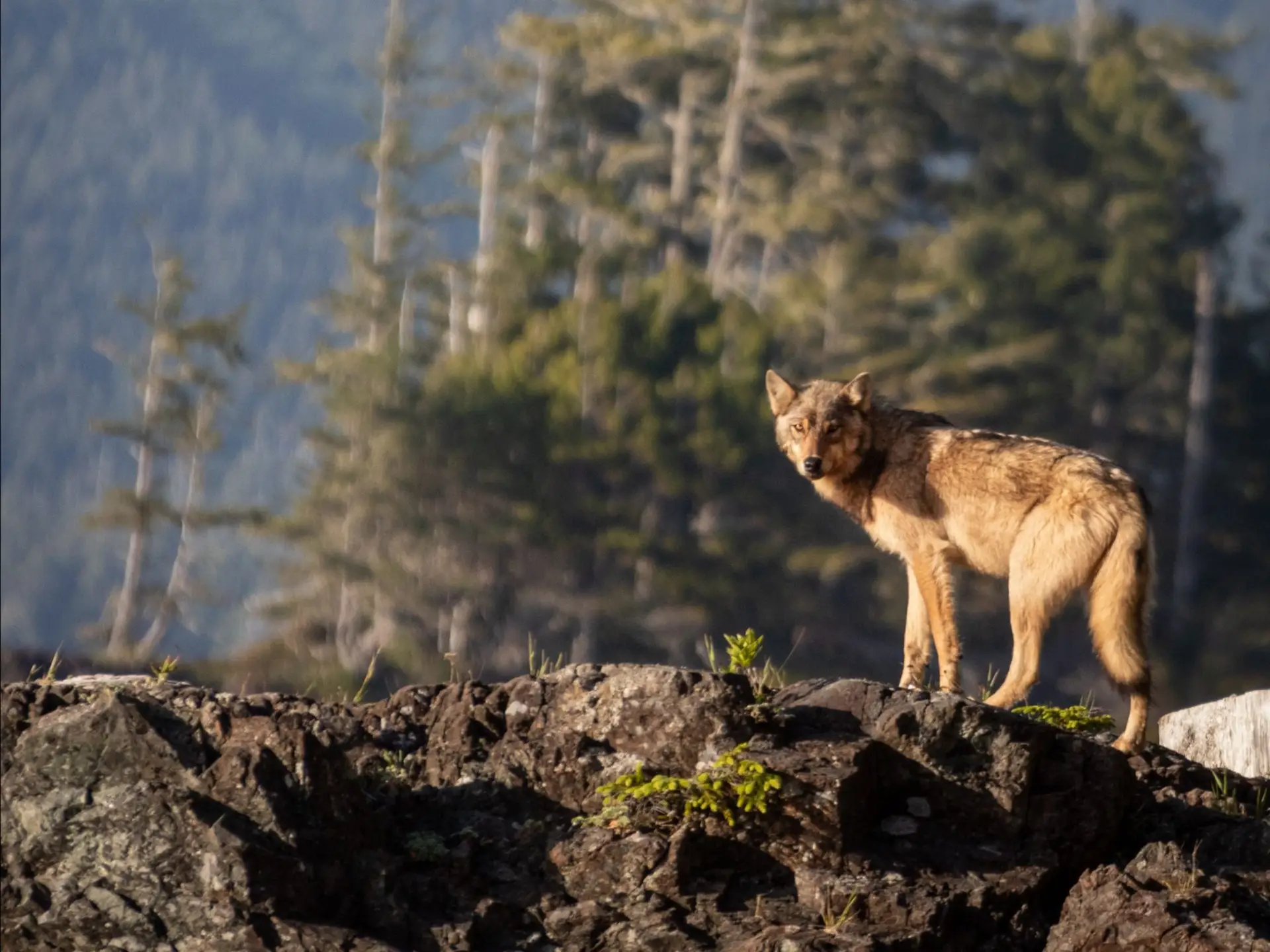 Vancouver Island wolf