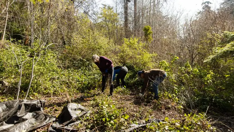 2023 Gerald Island English Ivy Removal