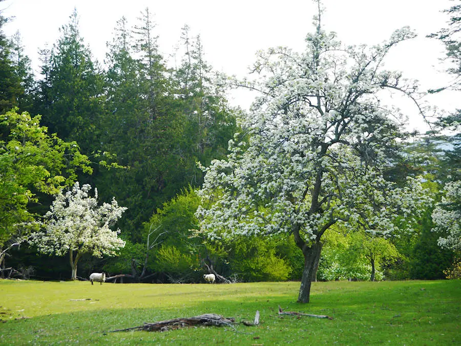 Orchard at Jedediah Island