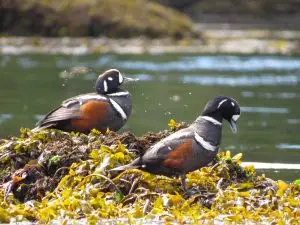 Read more about the article Coastal Caretaking in the Broughton Archipelago