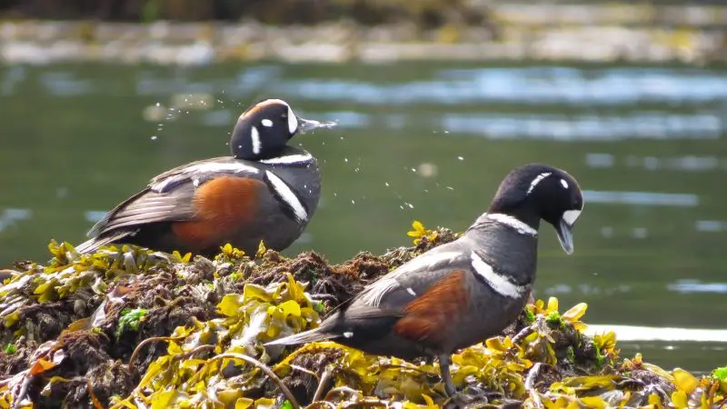 Coastal Caretaking in the Broughton Archipelago