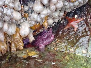 Amazing Aquarium: The Intertidal Zone at Discovery Islands