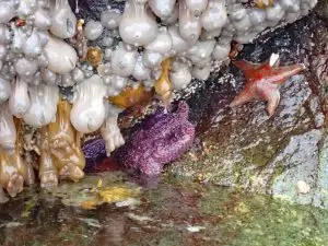 Read more about the article Amazing Aquarium: The Intertidal Zone at Discovery Islands