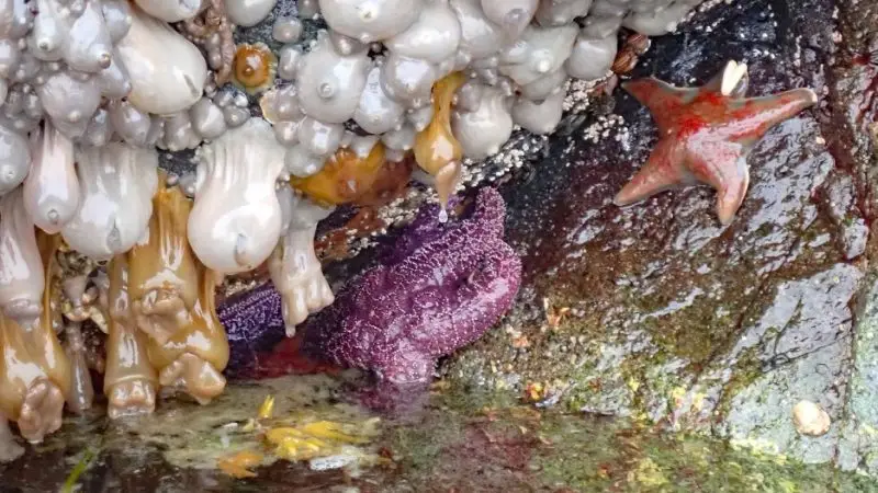 Amazing Aquarium: The Intertidal Zone at Discovery Islands