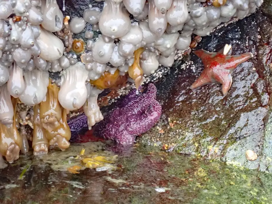 Read more about the article Amazing Aquarium: The Intertidal Zone at Discovery Islands