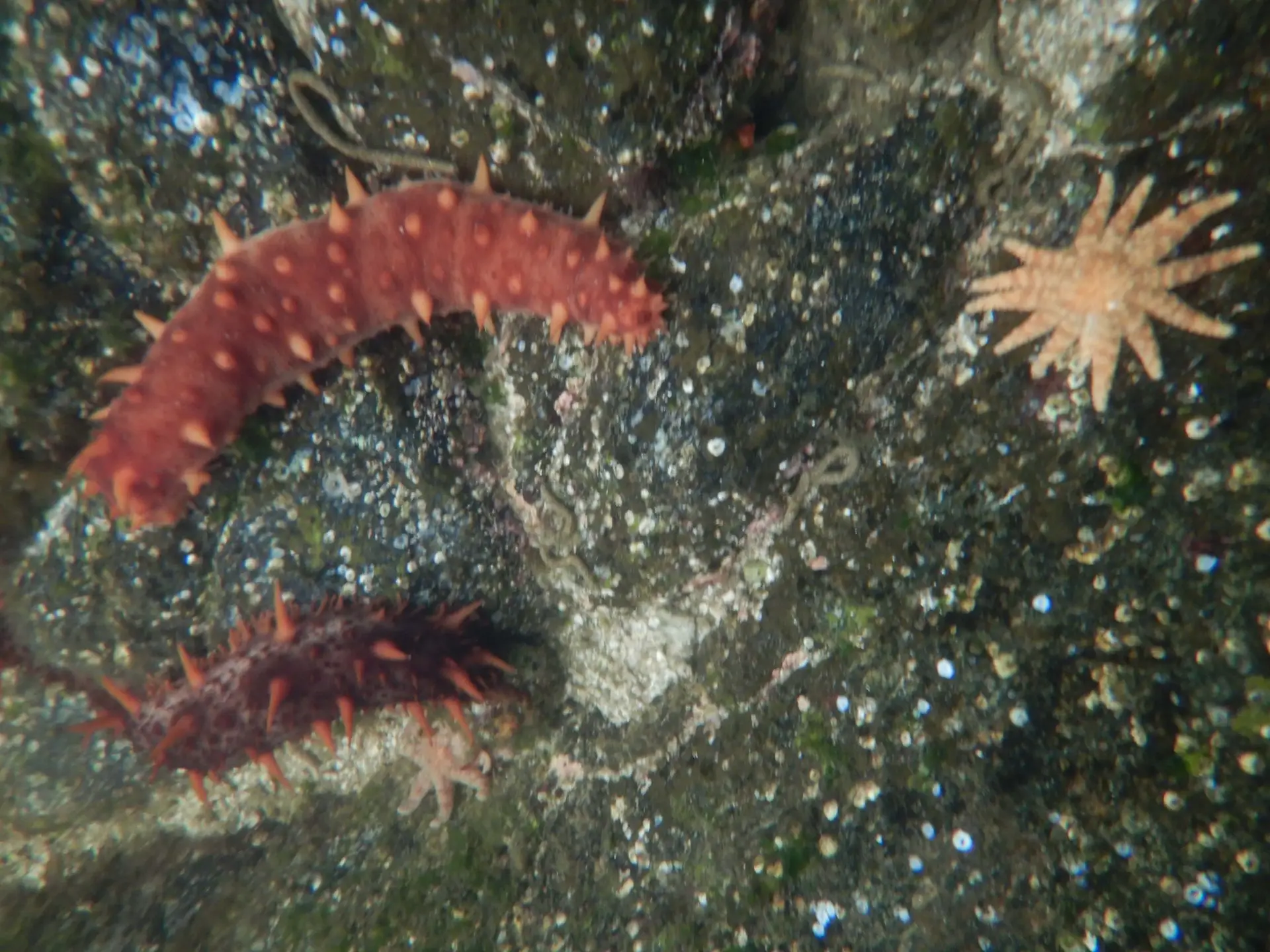 photo of sea cucumbers and urchins under water