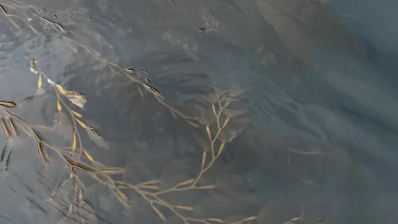 First Woman to Solo SUP 160 km from Port Hardy to Winter Harbour: “Be Courageous!”