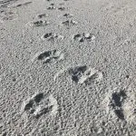 Susan Conrad tracks