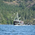 When Big Boats Don’t See You: Paddling Safety Lessons from a Close Call in Sansum Narrows