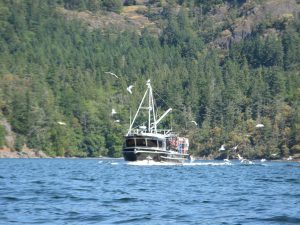 Read more about the article When Big Boats Don’t See You: Paddling Safety Lessons from a Close Call in Sansum Narrows