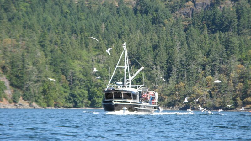 When Big Boats Don’t See You: Paddling Safety Lessons from a Close Call in Sansum Narrows