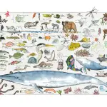 BCMT’s Paddler Personality Test: What Kind of Paddler Are You?