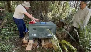 Two men in a forest setting work with a green metal box placed on stacked logs creeping with vegetation in the area.