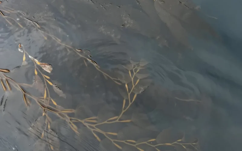 kelp